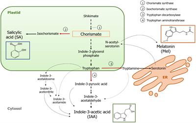 Biosynthesis, Metabolism and Function of Auxin, Salicylic Acid and Melatonin in Climacteric and Non-climacteric Fruits